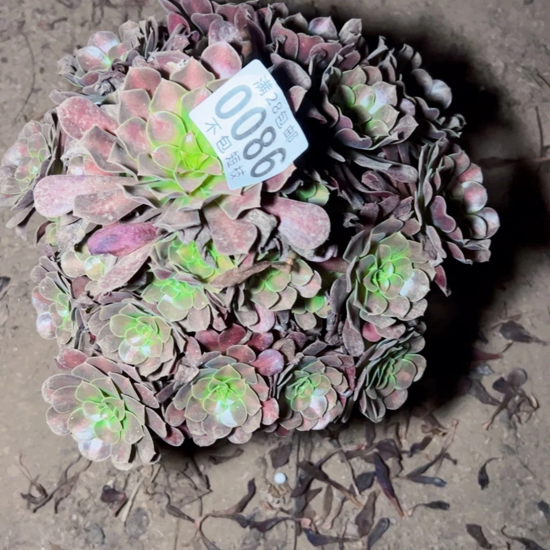 红日多肉植物法师0086