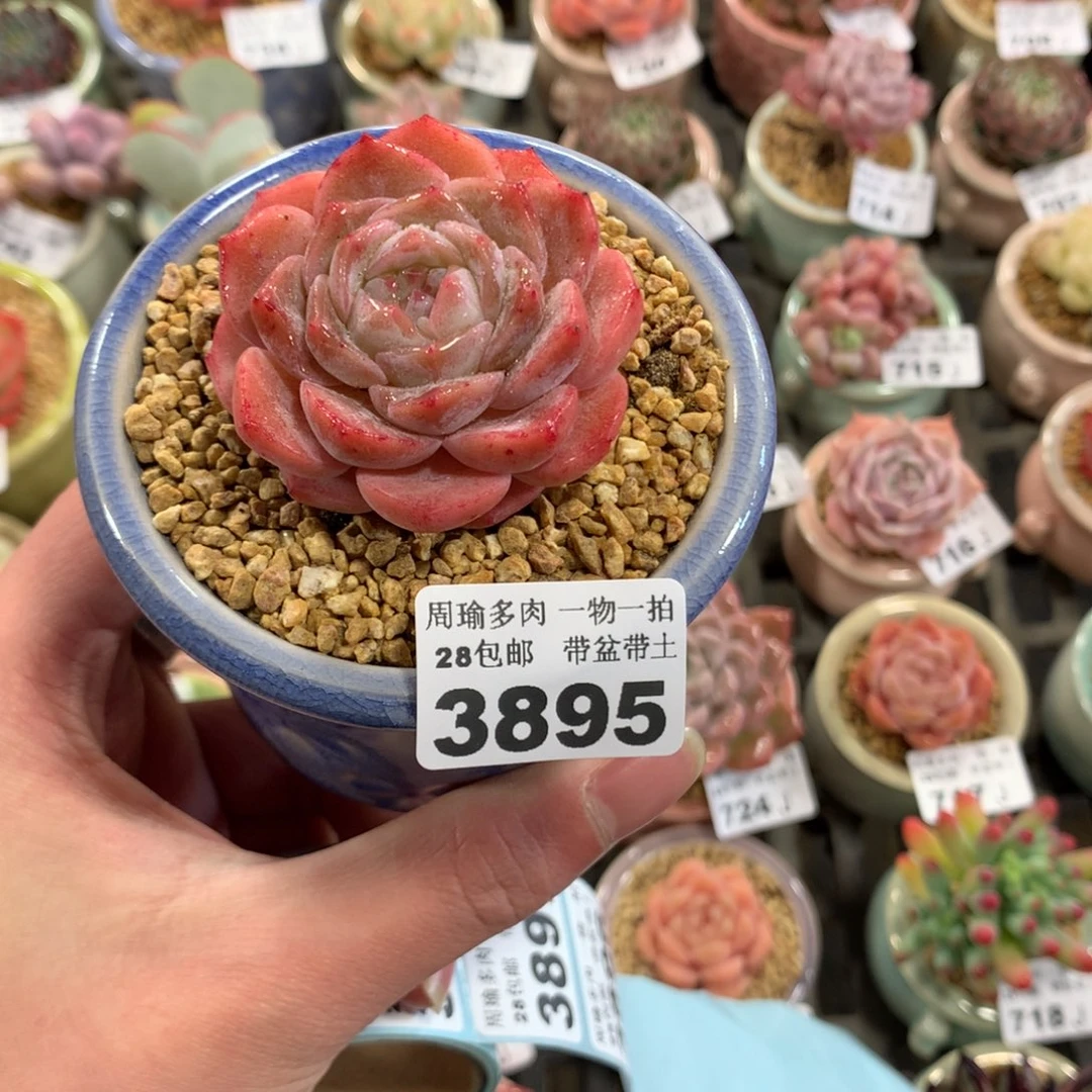 5厘米盆精控多肉3895