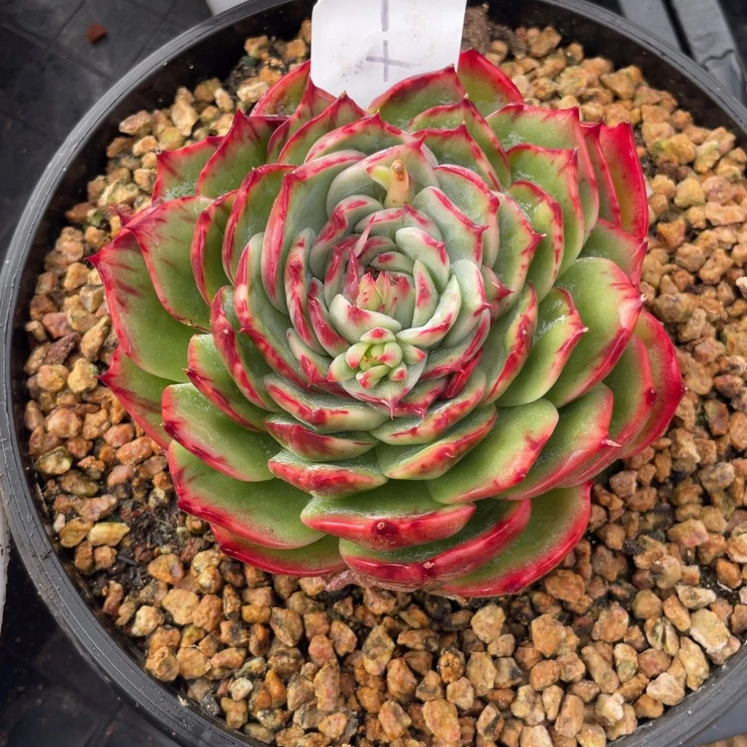 小***一惊鸿仙子冠服13左右