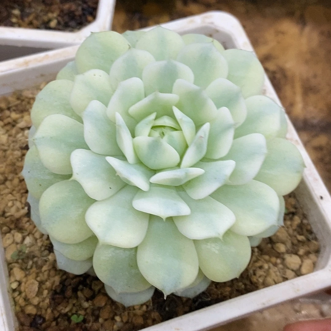 936静夜哈哈哈哈哈哈哈哈