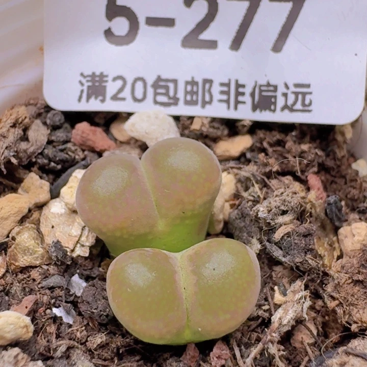 带盆土福利粉樱。