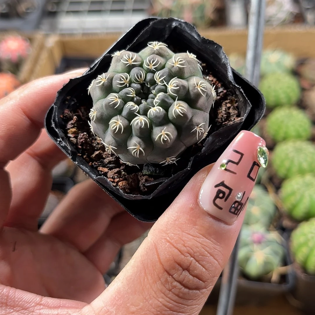 白刺瑞昌玉单头发货单头