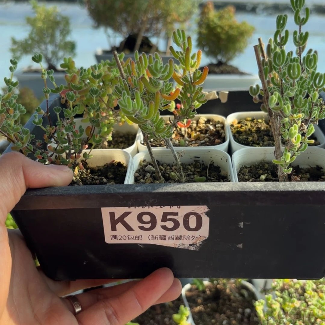 950开播新手套餐福利