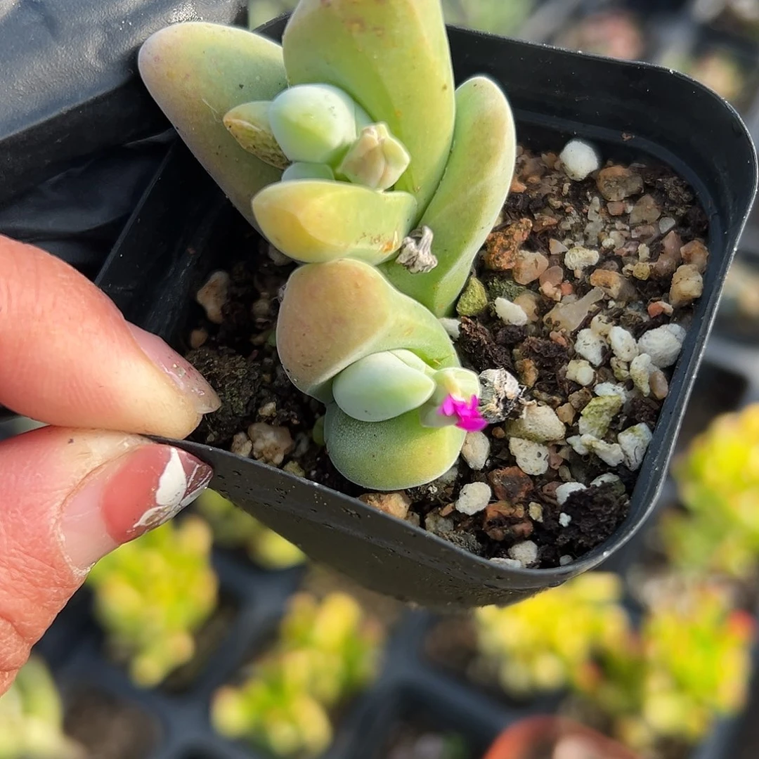 多肉植物大白鲨开花