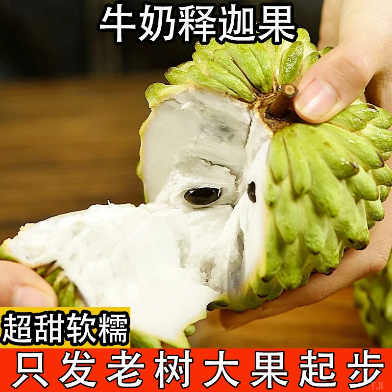 【头茬鲜果】新鲜现摘凤梨释迦果牛奶释迦新鲜冰激凌般口水果番荔枝