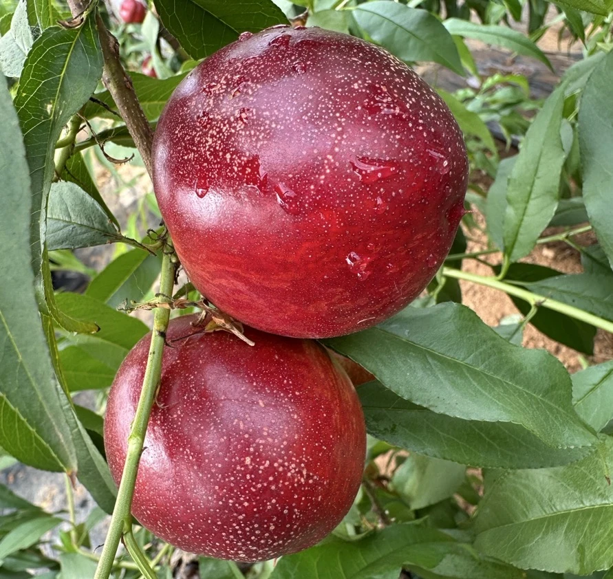 农家自种山东头茬麻点油桃脆甜爽口大果尝鲜价