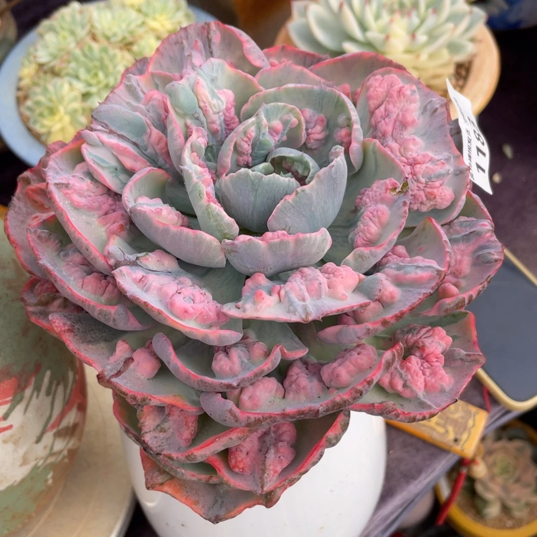 ****岚1183雨滴锦单头多肉植物