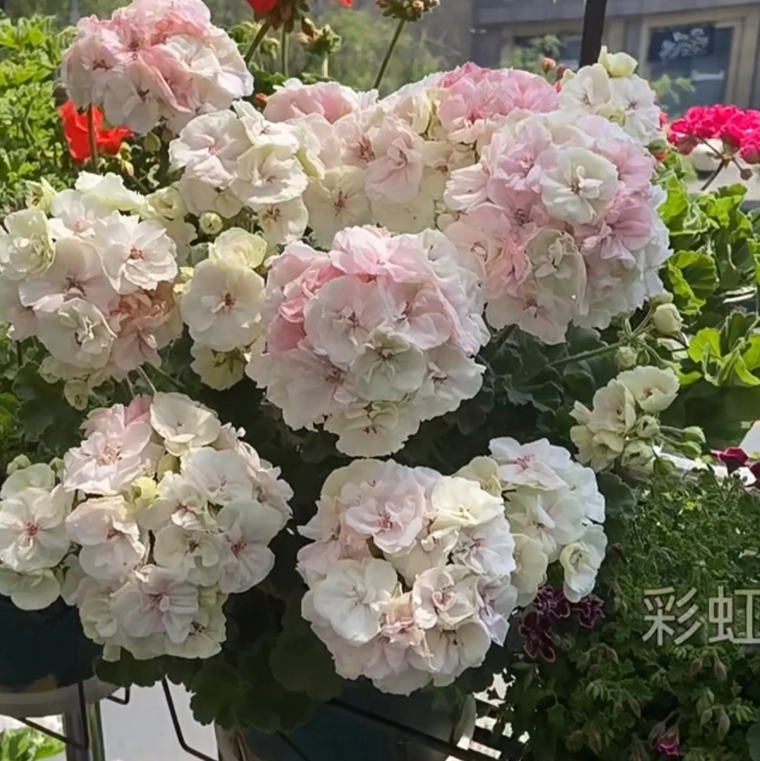 【白万岁】直立天竺葵（零下拍保温冻坏不售后）