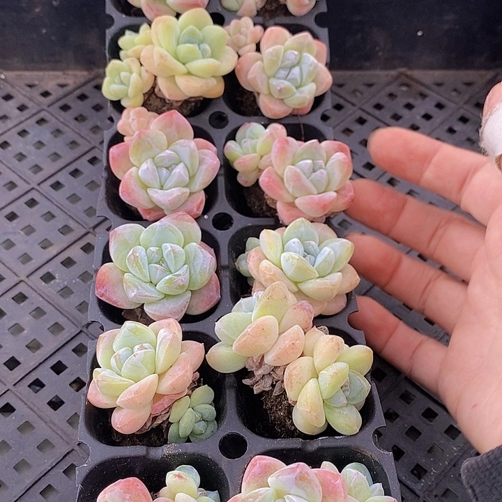 160 多肉植物盆栽植物