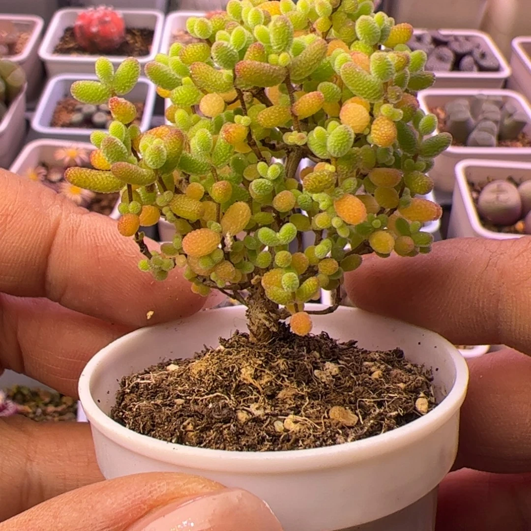 开播福利多肉植物枝干蜜桔38包邮