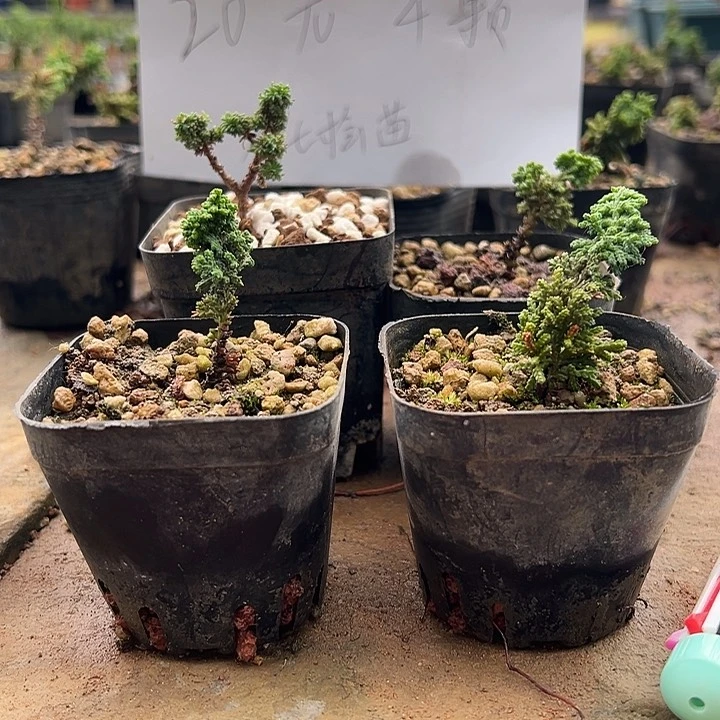 无花朵齐*石化桧