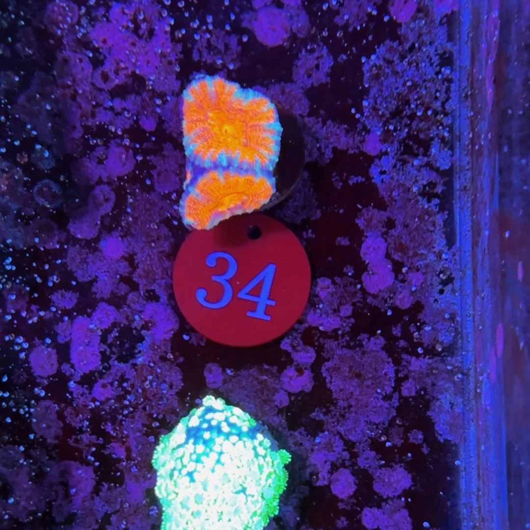 万鱼来朝海水观赏