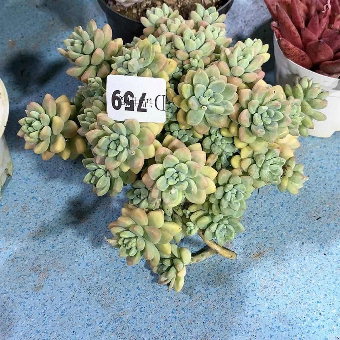 ℳ****759奶酪蛋糕多肉植物