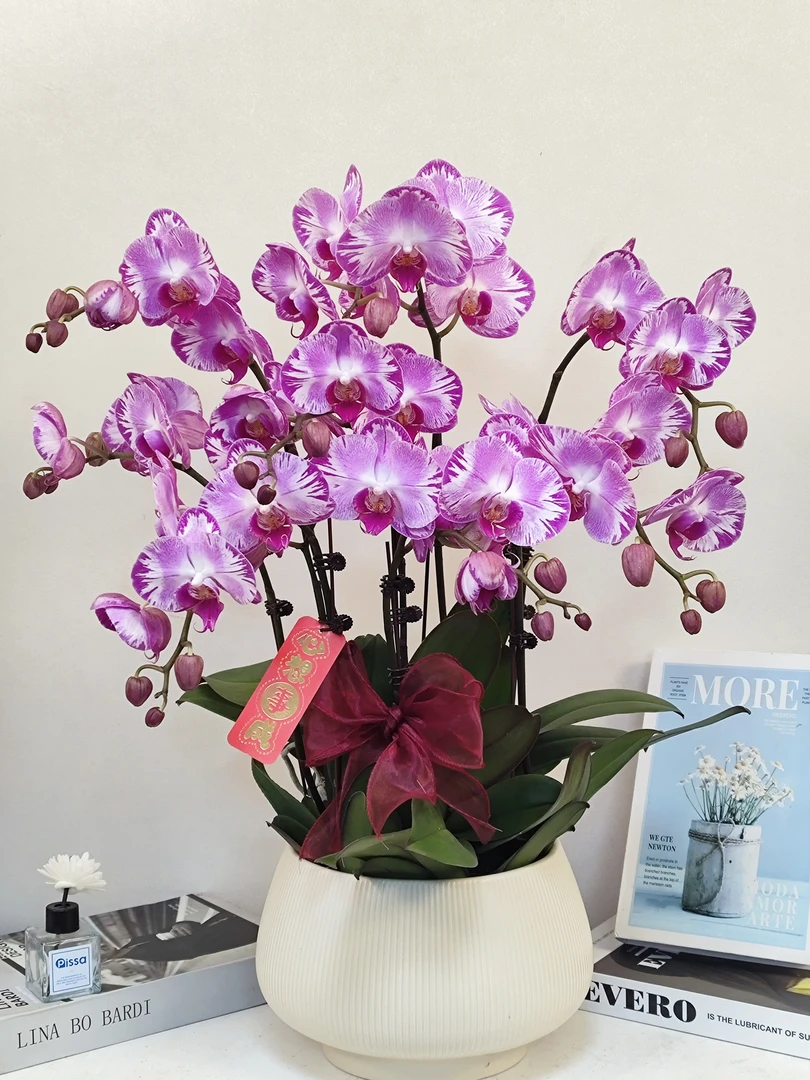 蝴蝶兰 【藏宝图】真花 秋冬耐寒花卉 四季开花 多样性发货