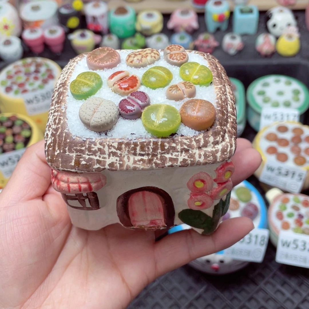 w5397 带盆土发货-零下地区拍保温箱