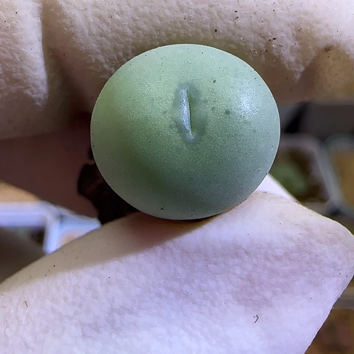 紫***煜115福利福利福利福利