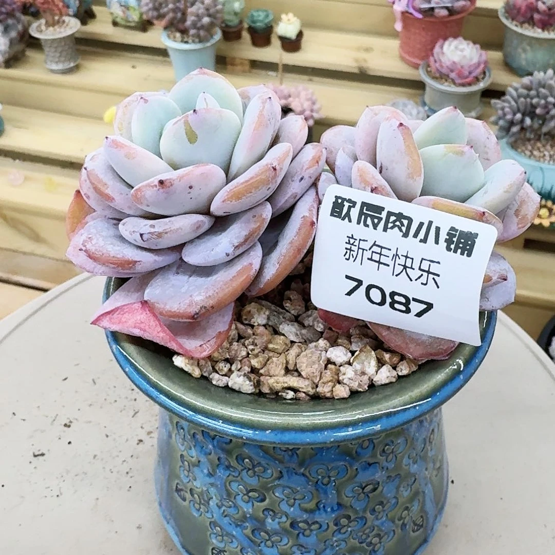 D***y多肉植物奶茶双头7087