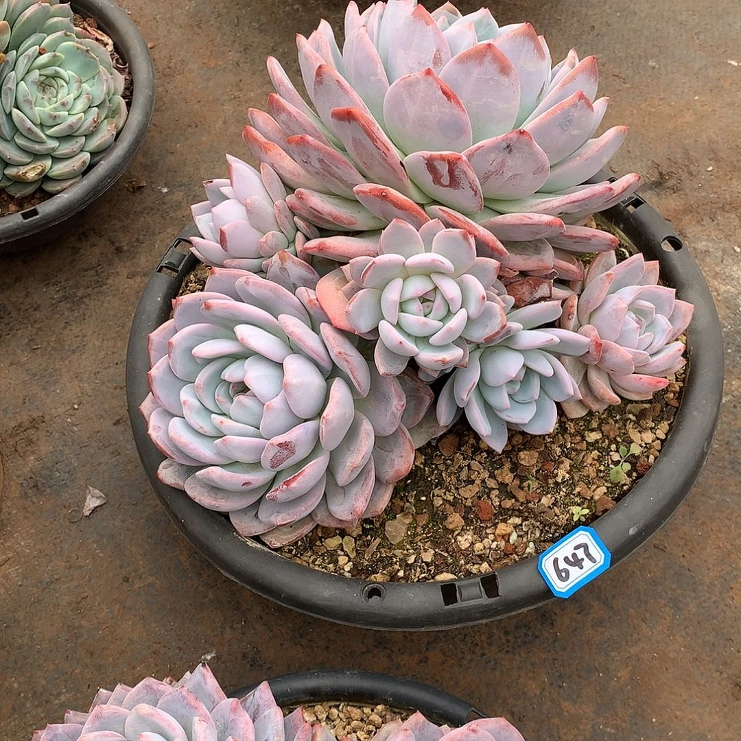 647橙子 一物一拍多肉