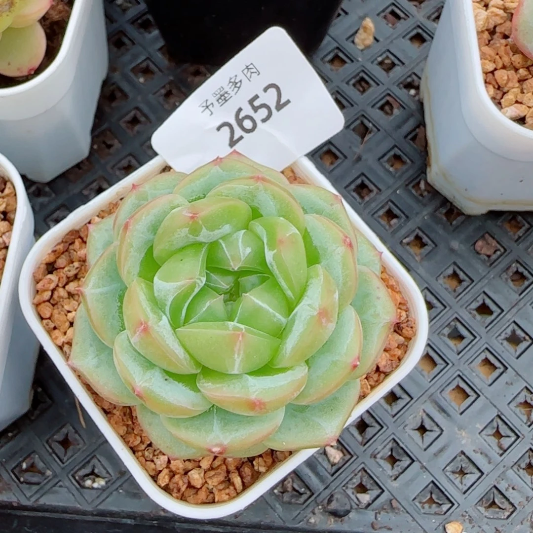绿体财富密码，2652多肉植物