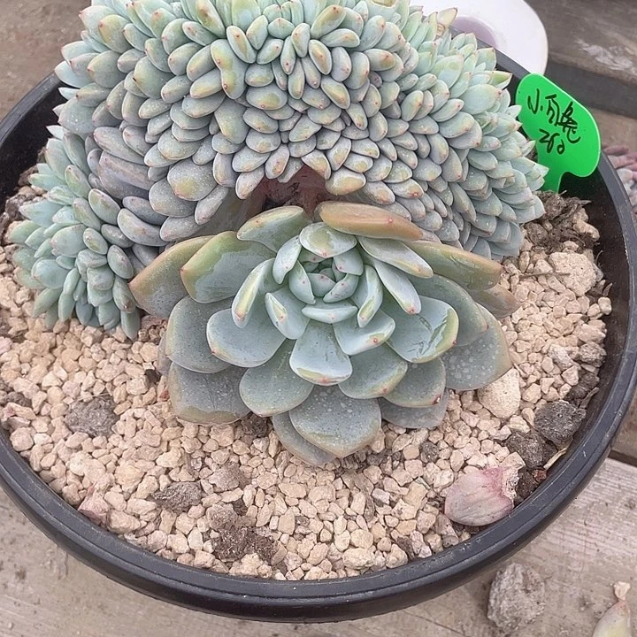 一物一拍星影缀化