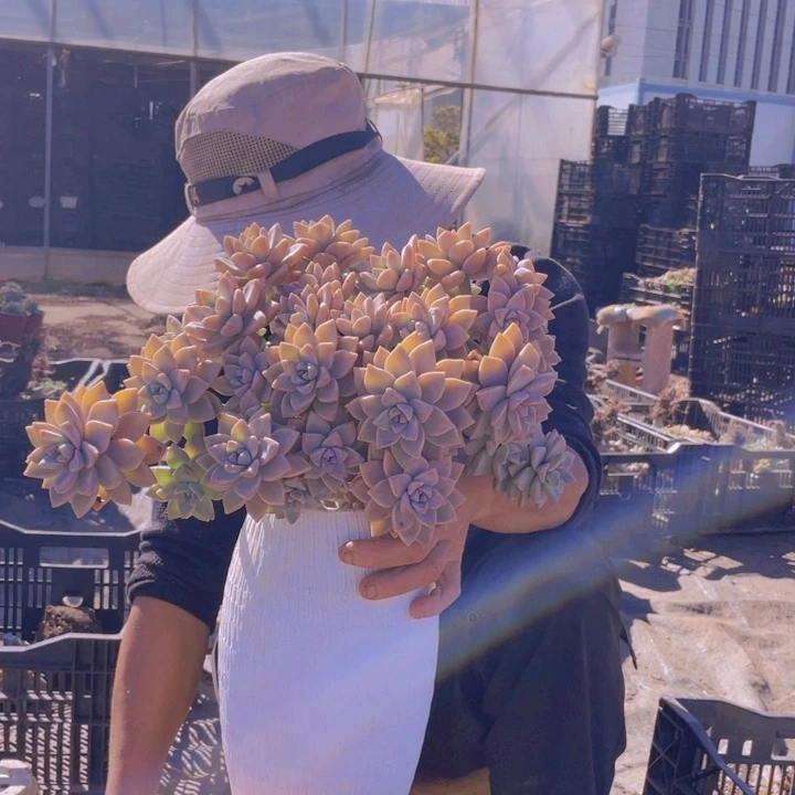 174淡雪缀化一物一拍