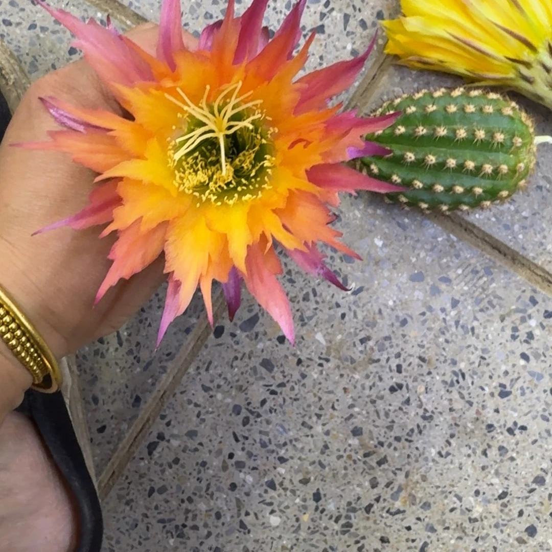 308毛花柱北极星歪无根侧牙5公分左右，20包邮