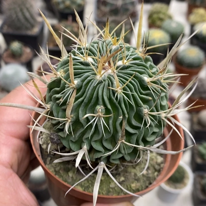 实生振武玉特价福利