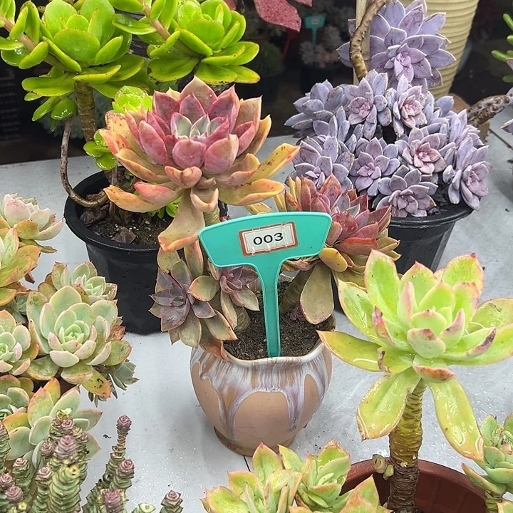 `***j完全开放琼斯多肉植物003