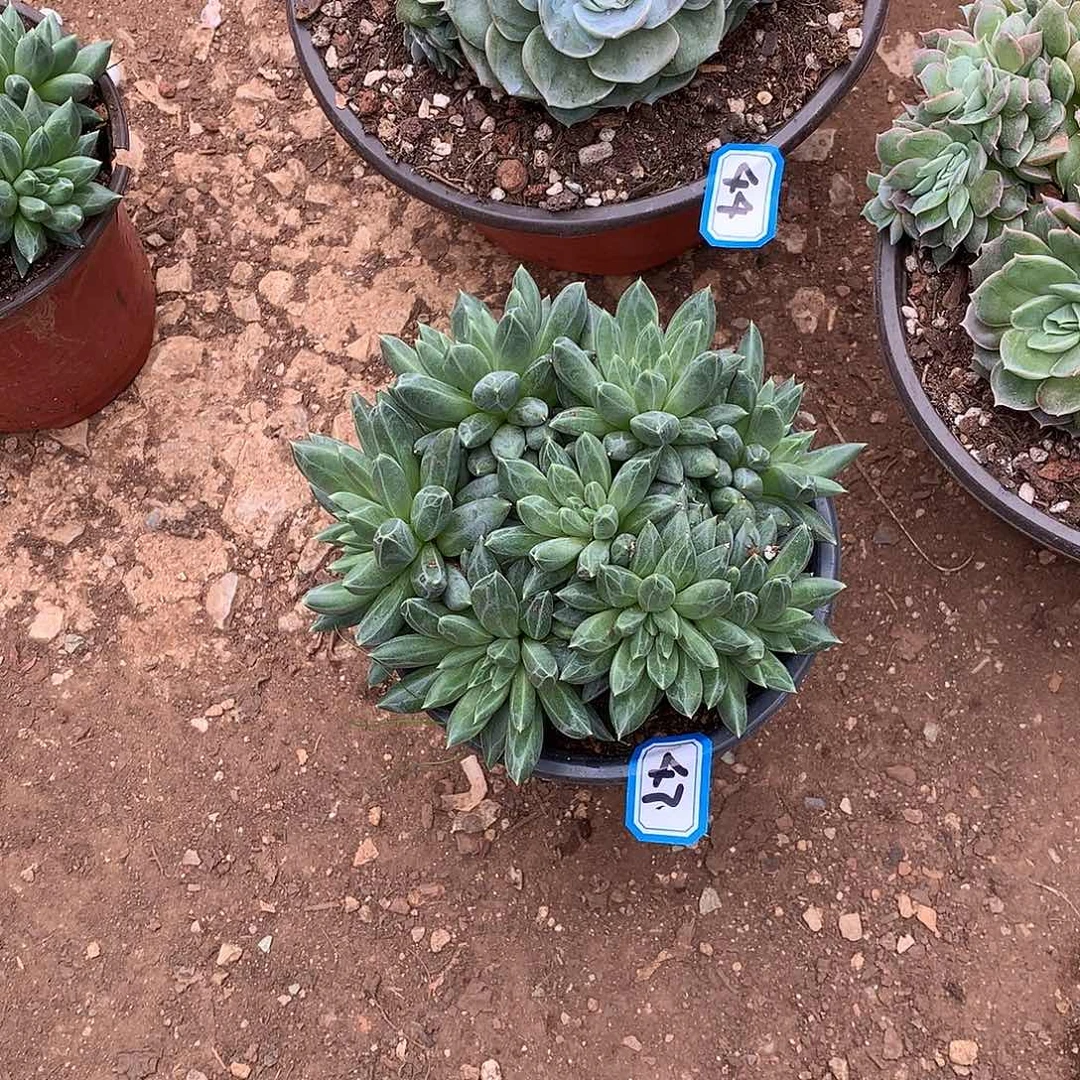 47青花瓷 一物一拍多肉