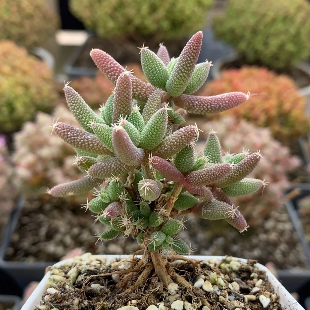 实生玉米5782枝干番杏