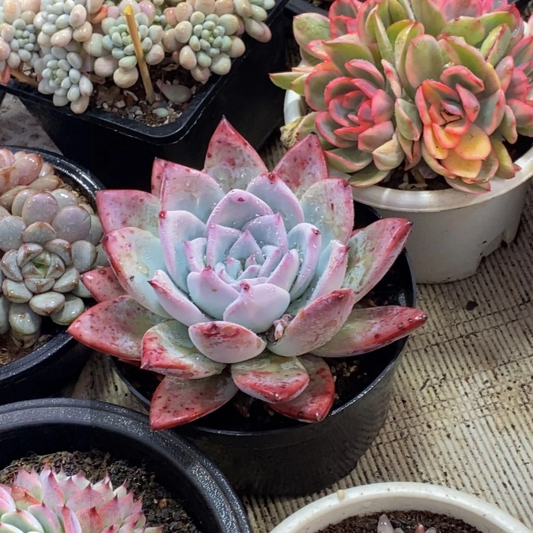 碧**天48包邮一物一拍多肉