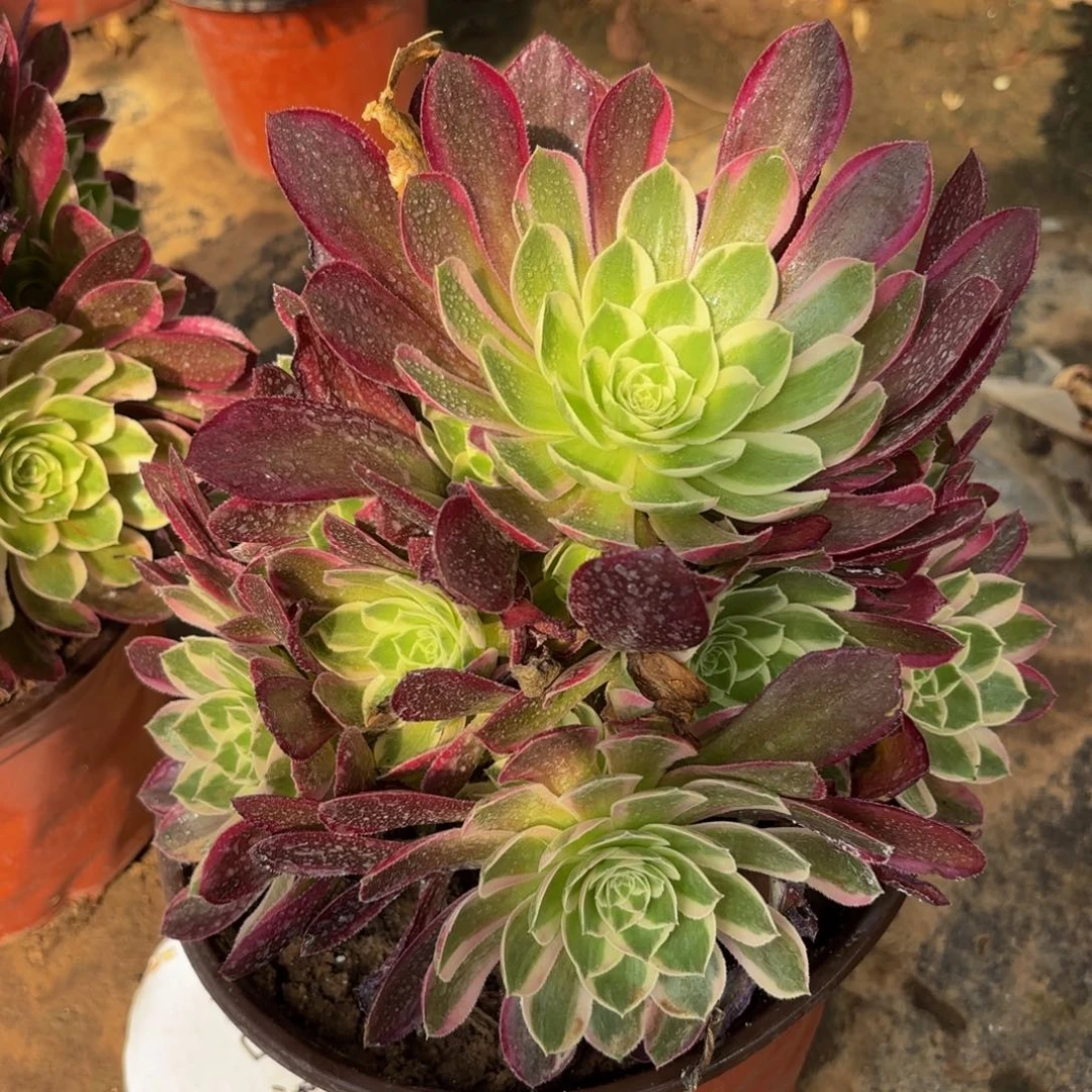 孔雀翎9.9法师多肉嫩