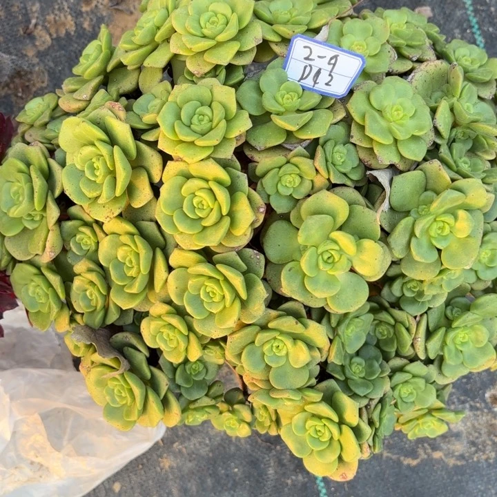 百合丽丽多肉断枝不包42