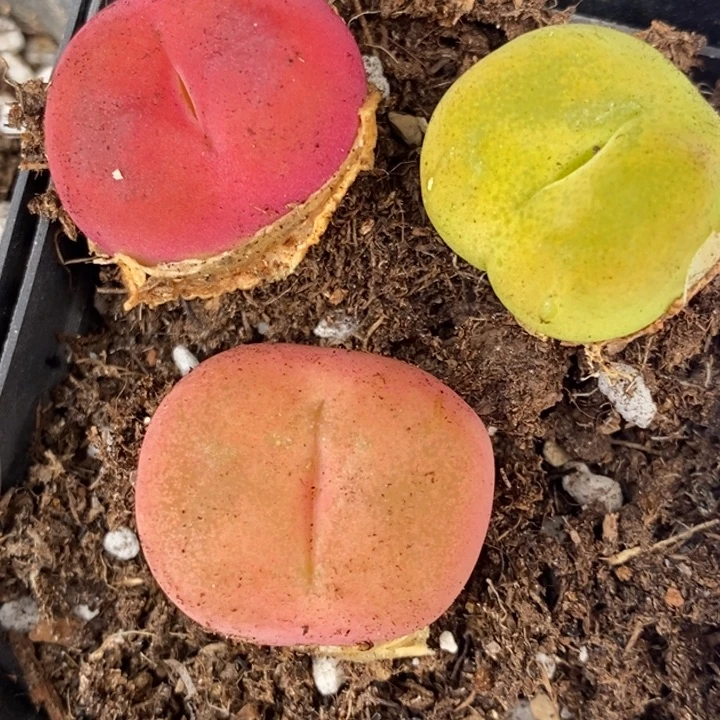 432一组一组一组