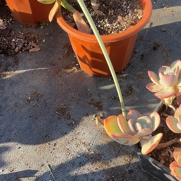 水***兮414不售后白凤脱土发货不退不换