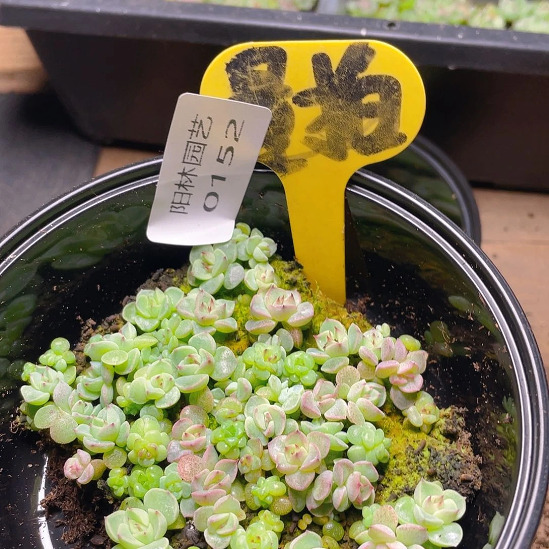 量拍多肉植物多肉植物152