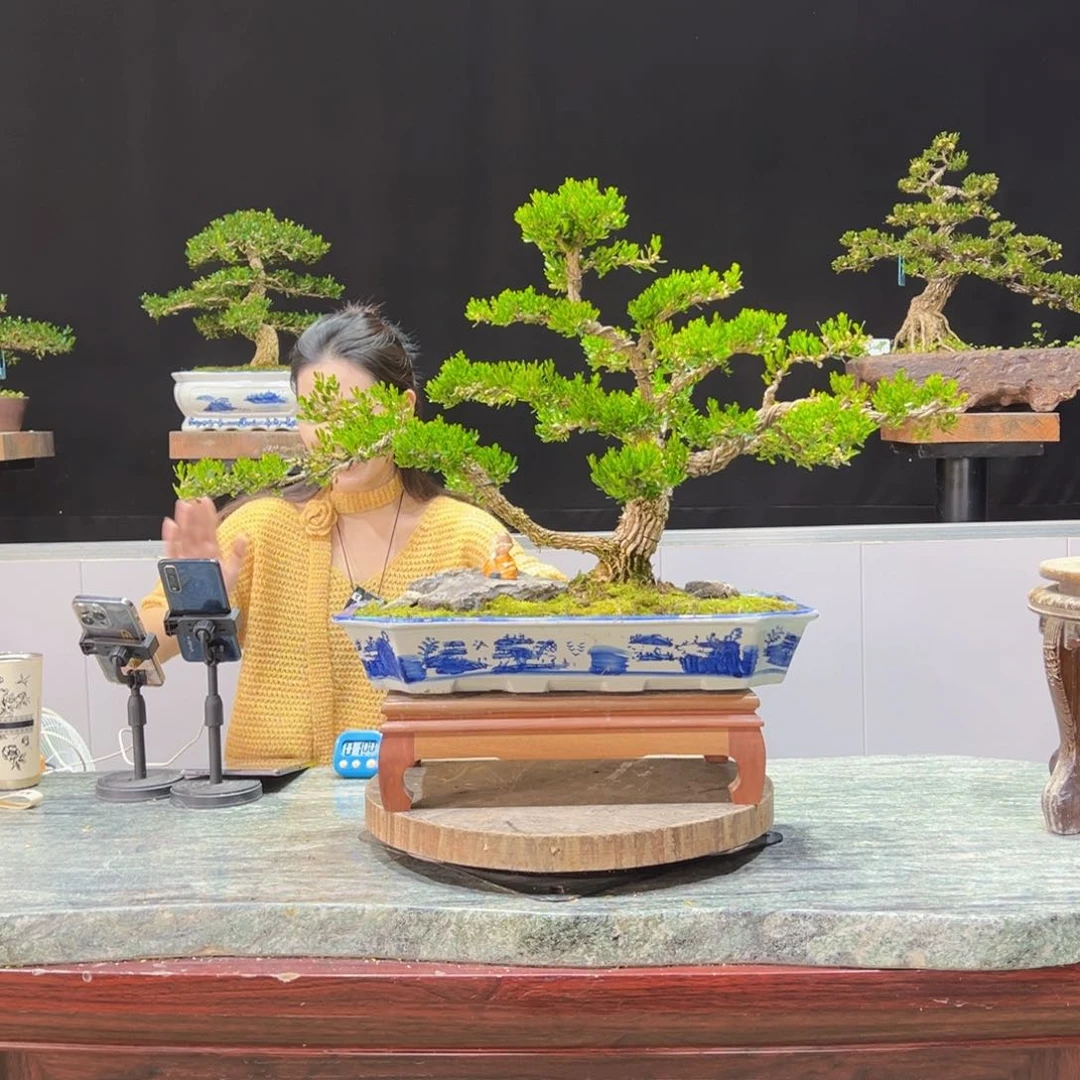 黄杨盆景老桩四季长青