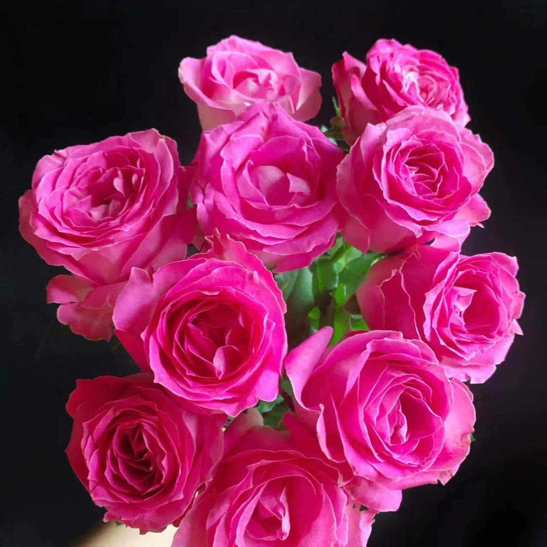 10枝方德嘉荷糖果雪山玫瑰【两单京东或顺丰快递】