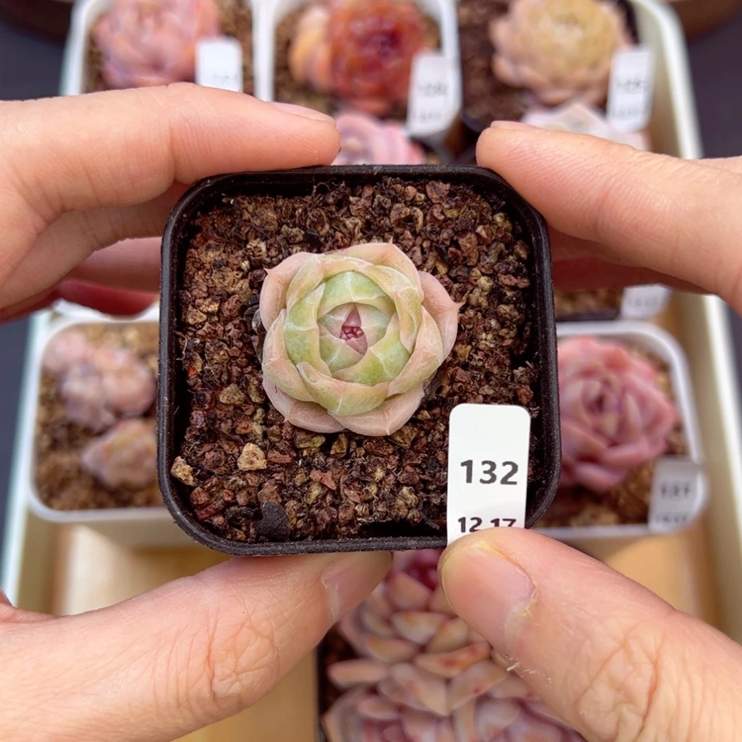 好好看132、哈哈哈哈