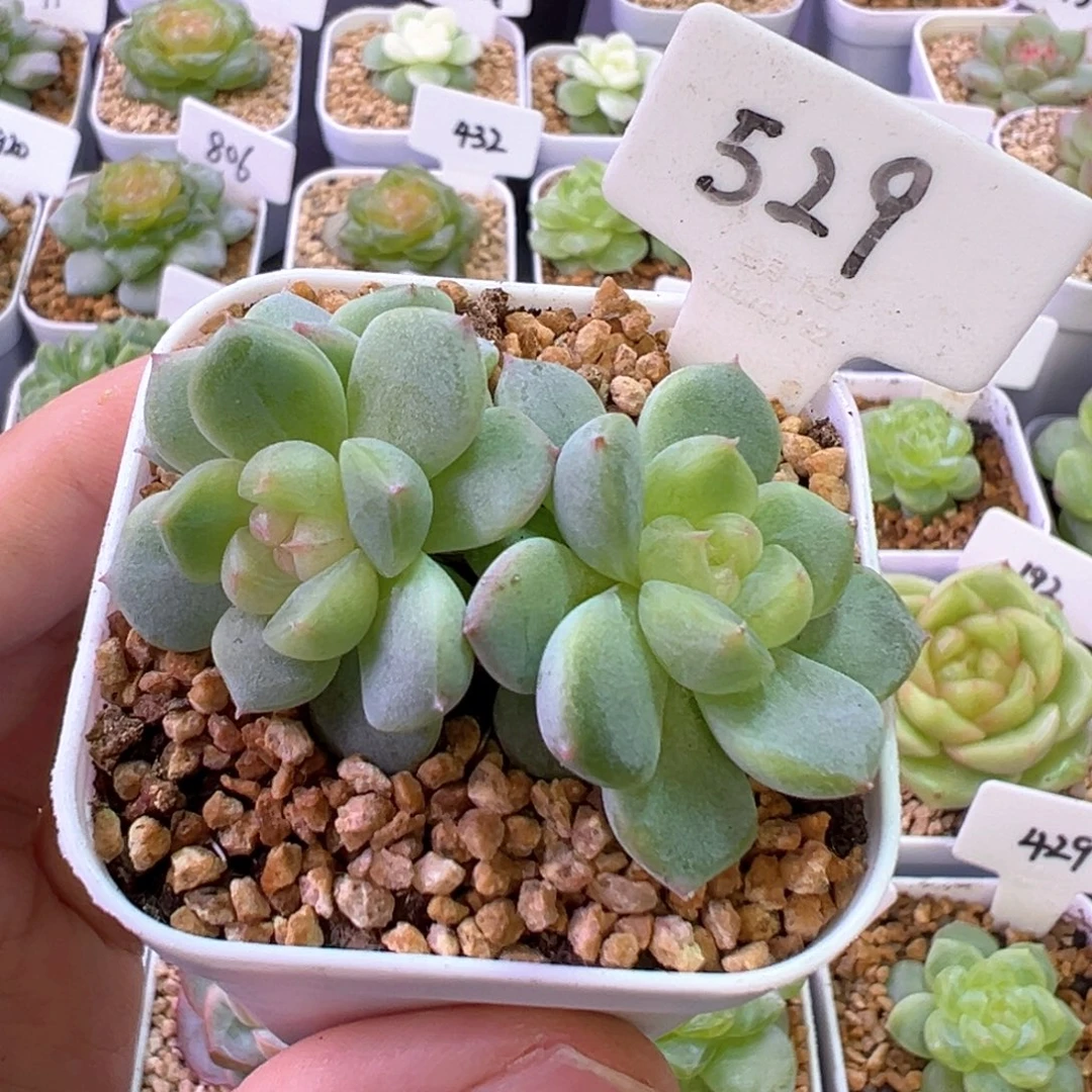 529号星楼 晗雨多肉