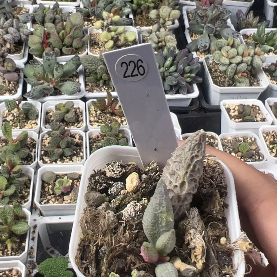 融冰大苗多肉植物226