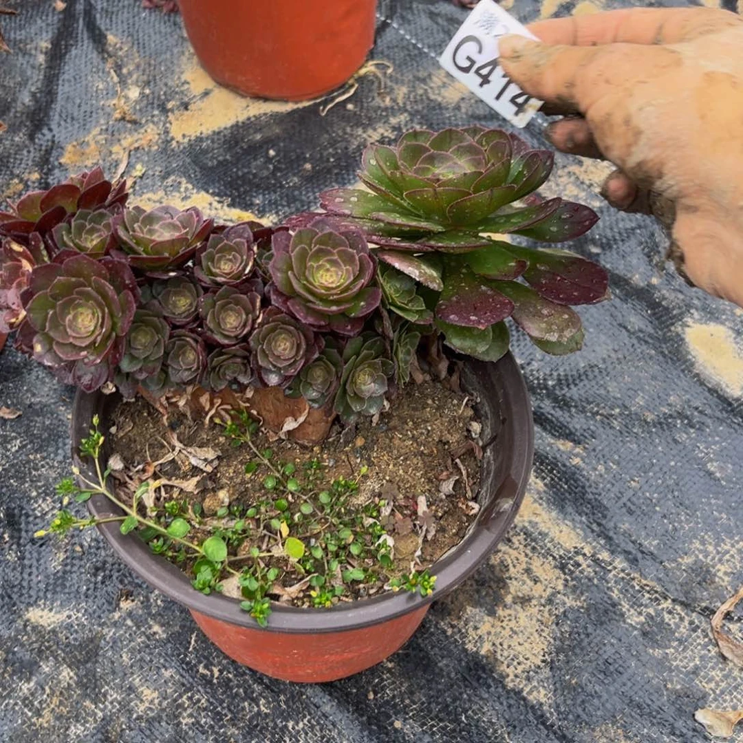 414多肉植物一物一拍