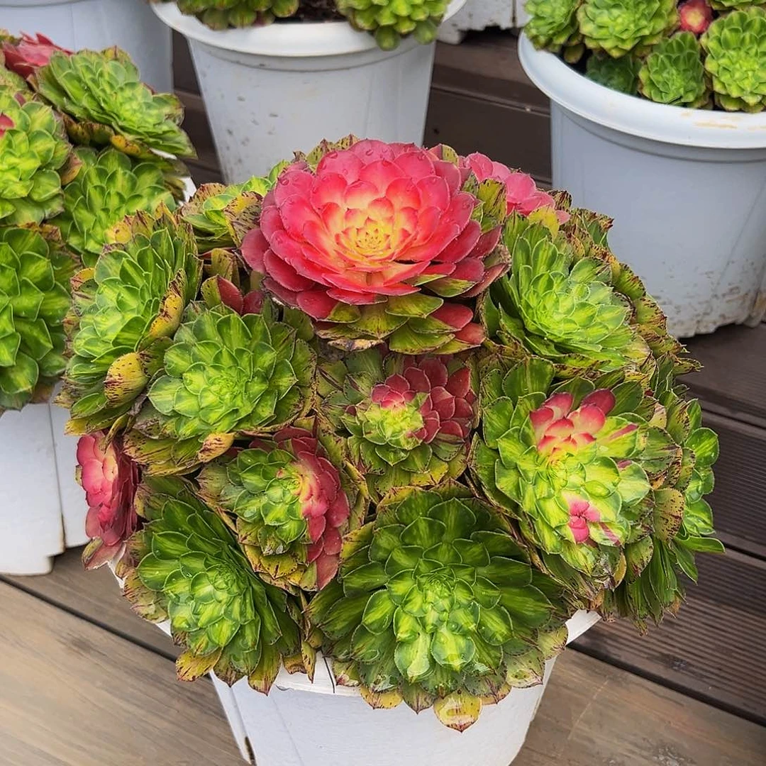 梦***见111111111111111111