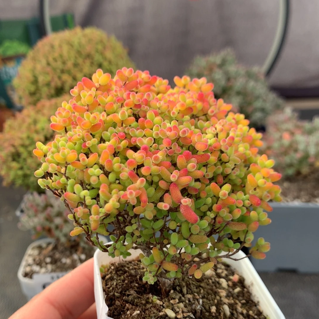 491蜜橘糖球