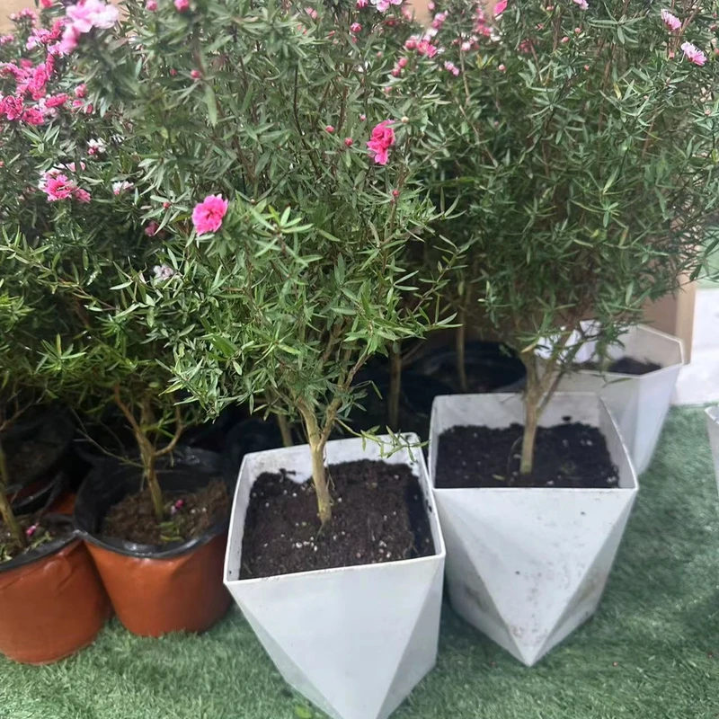 澳洲松红梅带花苞盆栽花卉植物室内阳台耐热四季绿植开花植物好养