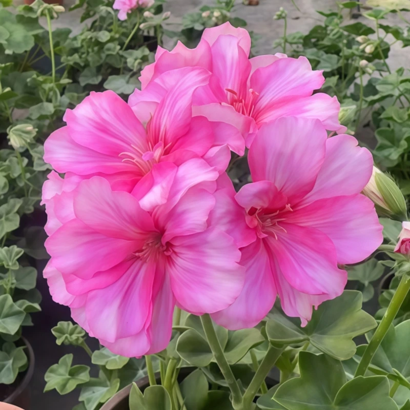 【变色卡瑞恩】垂钓带花苞 天竺葵原盆土开花大球重瓣粉色对版