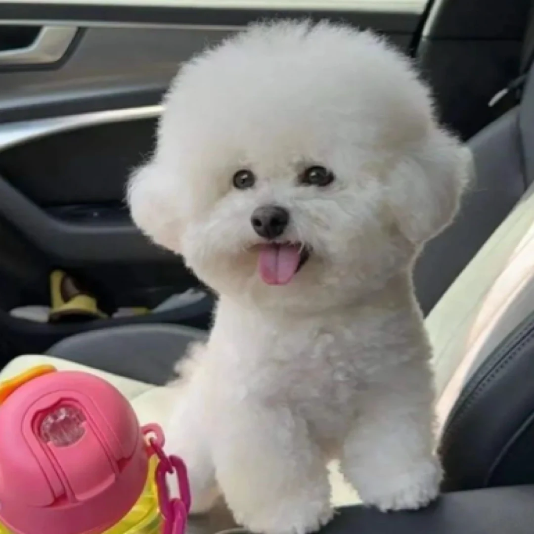 韩系比熊幼犬纯种网红宠物狗