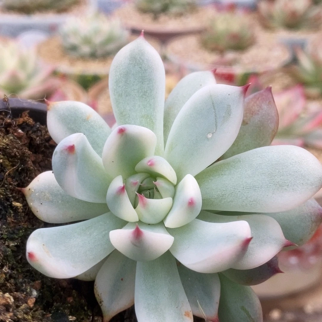 149锦锦锦锦锦锦锦锦