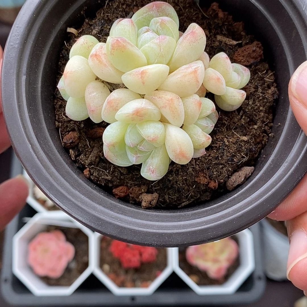 满***月0247 冰玉 5cm 5头