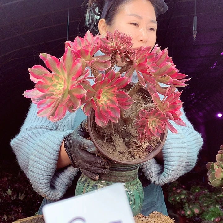 平***魅柒柒精品多肉脱土发货不包断侧枝S137